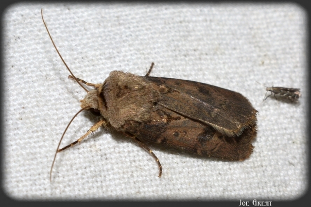 Agrotis exclamationis - felkiáltójeles földibagoly