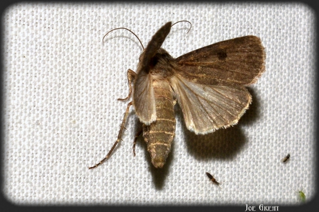 Agrotis exclamationis - felkiáltójeles földibagoly