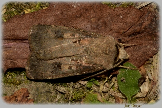 Agrotis exclamationis - felkiáltójeles földibagoly