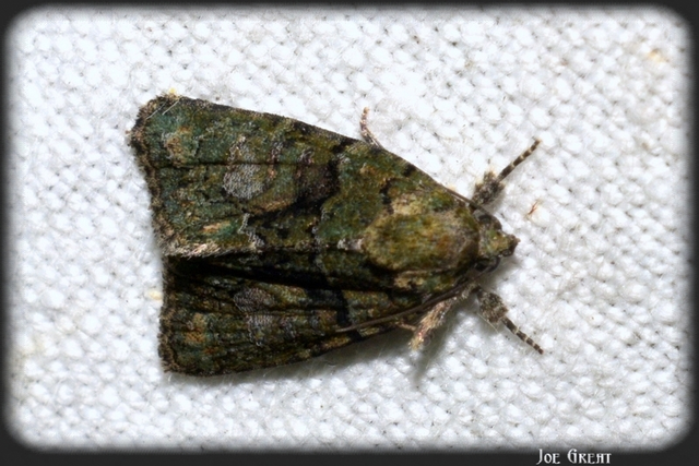 Cryphia algae - sárgászöld zuzmóbagoly