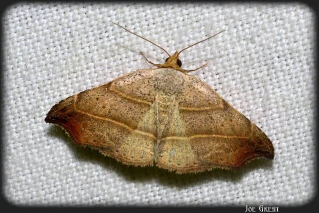 Laspeyria flexula - zuzmóbagoly