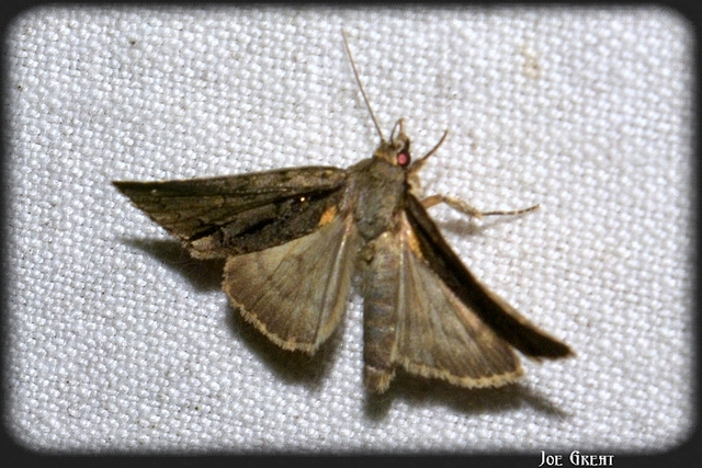 Bryophila raptricula/felina