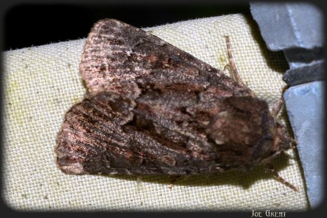 Thalpophila matura - fakó erdeibagoly