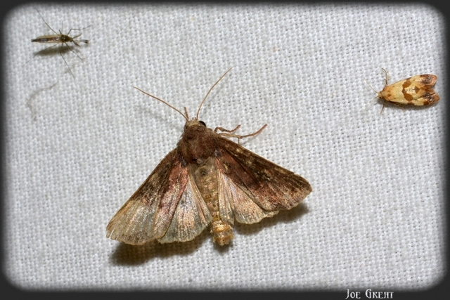 Lacanobia oleracea - saláta-kertibagoly