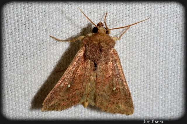 Mythimna albipuncta - fehérpettyes rétibagoly