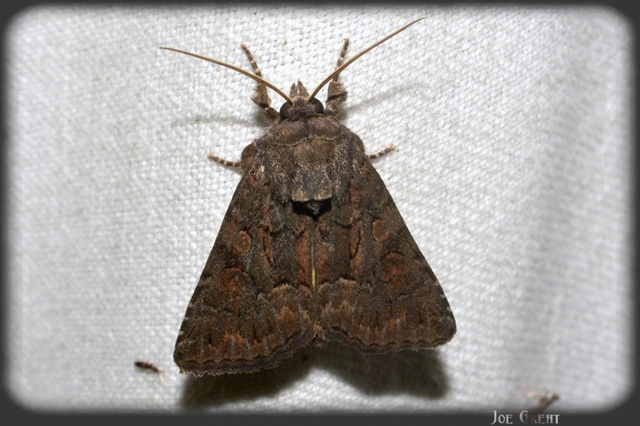 Thalpophila matura - fakó erdeibagoly