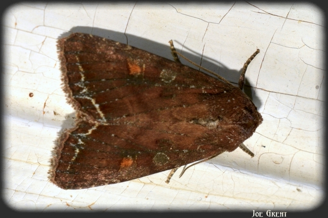 Lacanobia oleracea - saláta-kertibagoly
