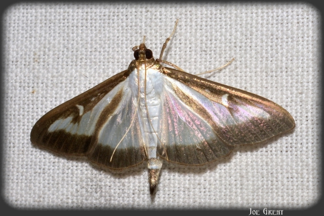 Cydalima perspectalis - puszpáng-tűzmoly