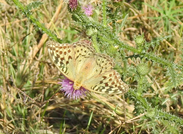 Argynnis pandora - zöldes gyöngyházlepke