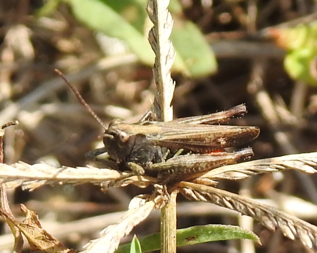 Chorthippus