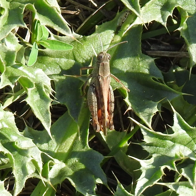 Calliptamus italicus - olaszsáska
