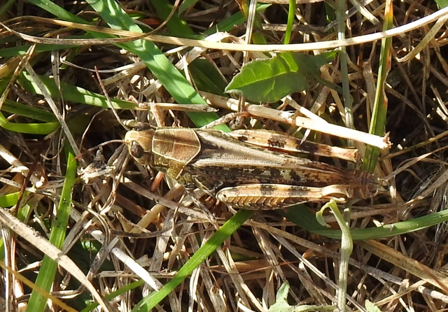 Calliptamus italicus - olaszsáska