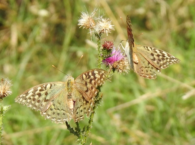 Argynnis pandora - zöldes gyöngyházlepke