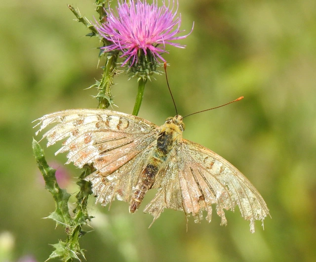 Argynnis pandora - zöldes gyöngyházlepke