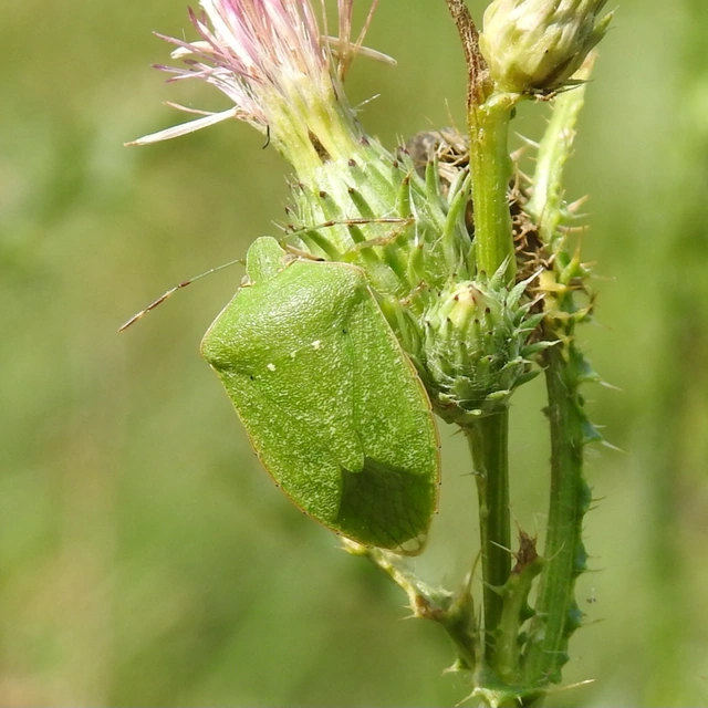 Nezara viridula - zöld vándorpoloska