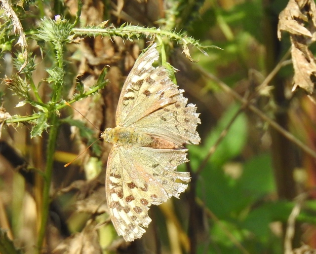 Argynnis pandora - zöldes gyöngyházlepke