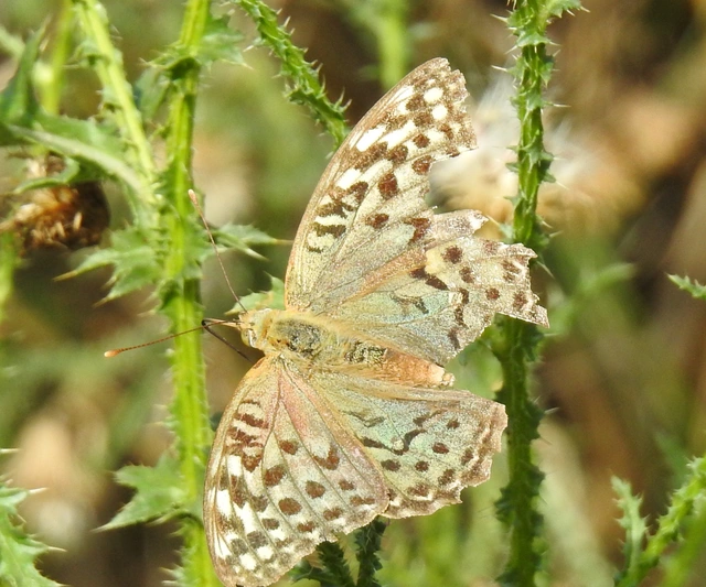 Argynnis pandora - zöldes gyöngyházlepke