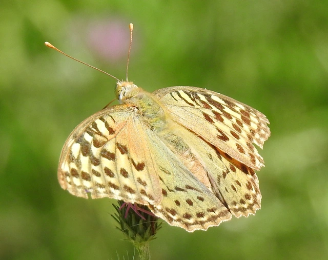 Argynnis pandora - zöldes gyöngyházlepke