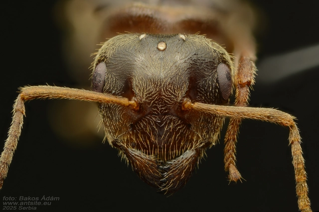 Lasius platythorax - erdei feketehangya