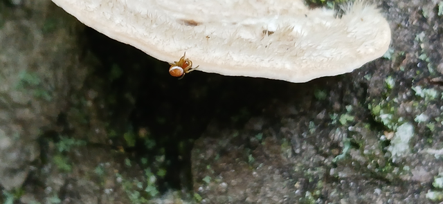 Araniella