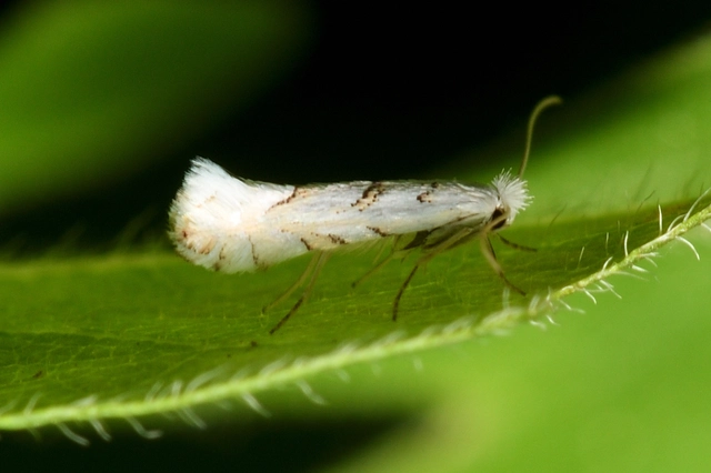 Phyllonorycter abrasella - cseraknázó sátorosmoly