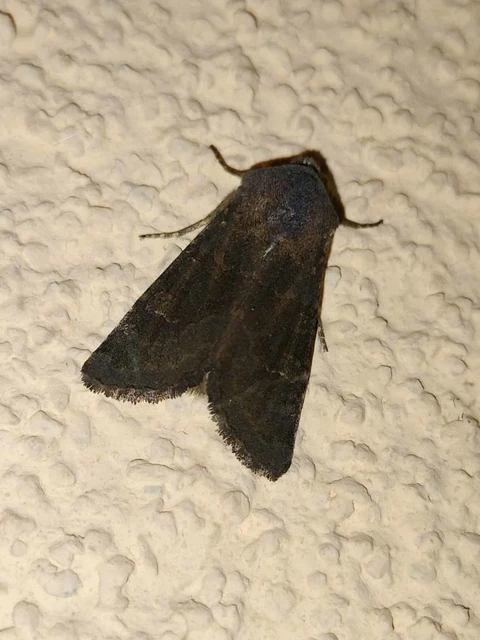 Aporophyla lutulenta - sziki őszibagoly