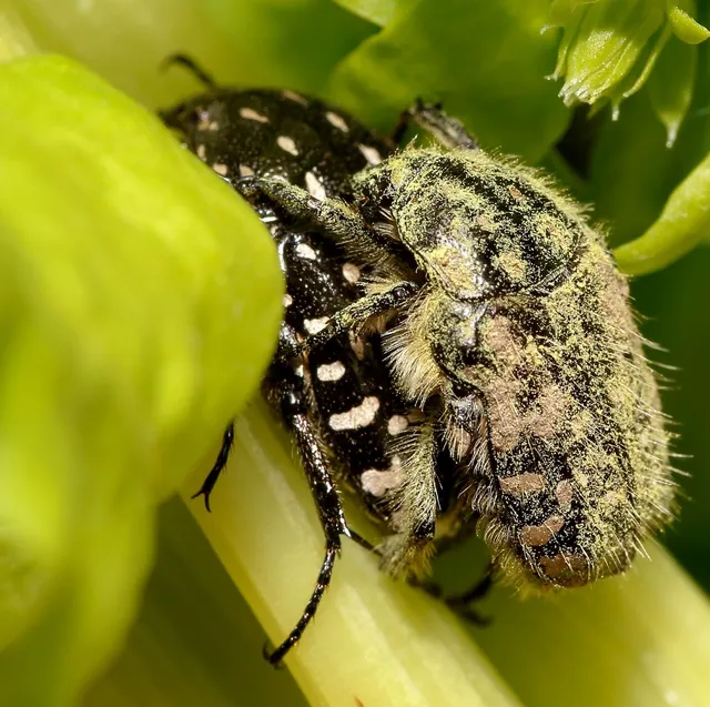 Oxythyrea funesta - sokpettyes virágbogár