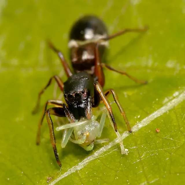 Leptorchestes berolinensis - fekete hangyautánzópók