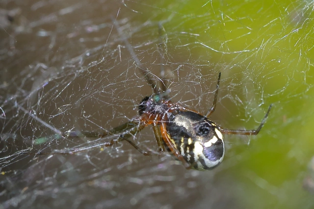 Frontinellina frutetorum - bokor vitorláspók