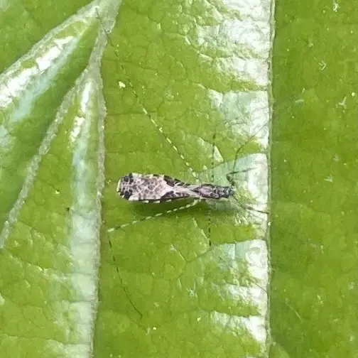 Empicoris