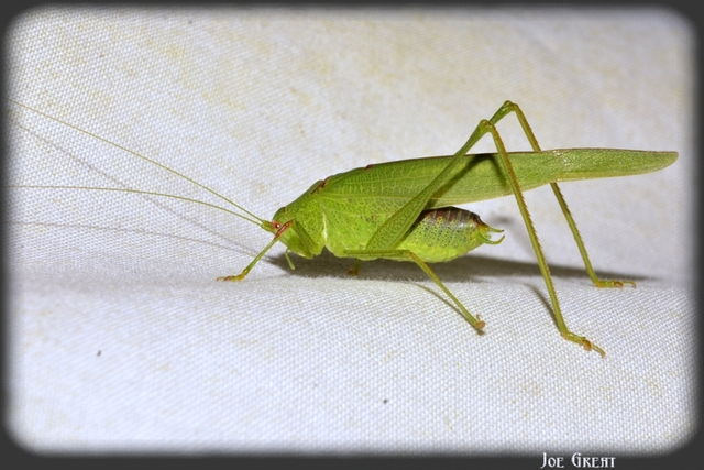 Phaneroptera