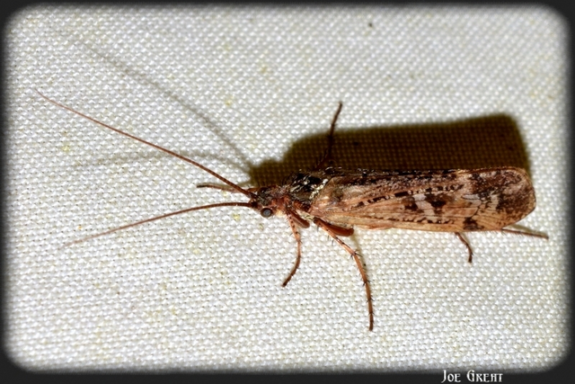 Trichoptera - Tegzesek