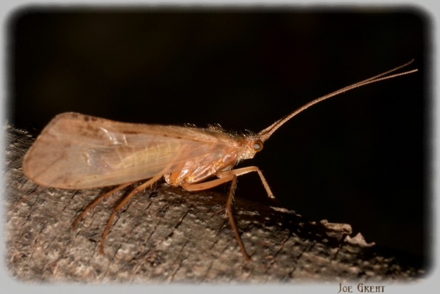 Trichoptera - Tegzesek