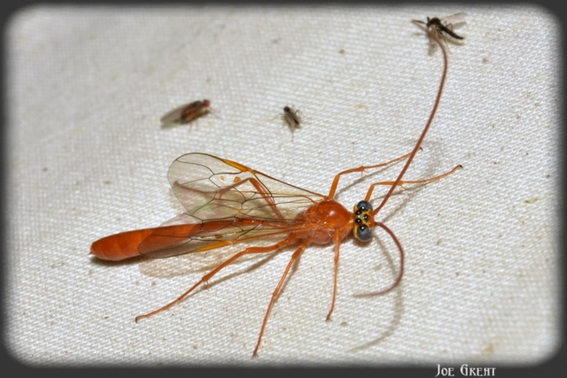 Hymenoptera - Hártyásszárnyúak