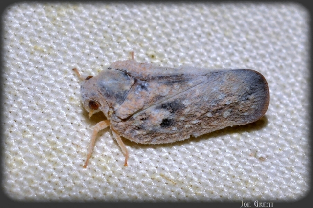 Metcalfa pruinosa - amerikai lepkekabóca