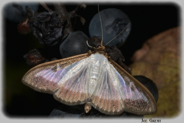 Cydalima perspectalis - puszpáng-tűzmoly