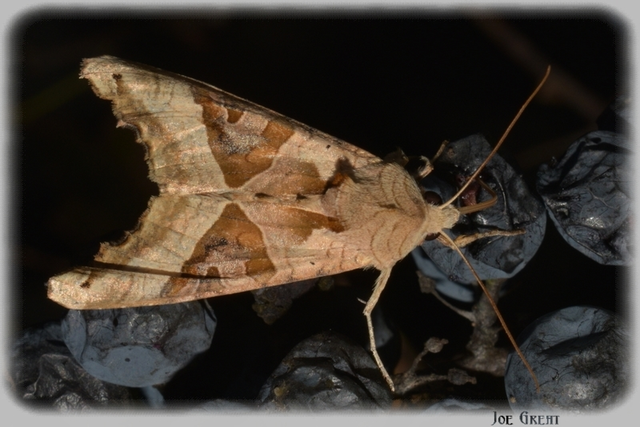 Phlogophora meticulosa - vándorló csipkésbagoly