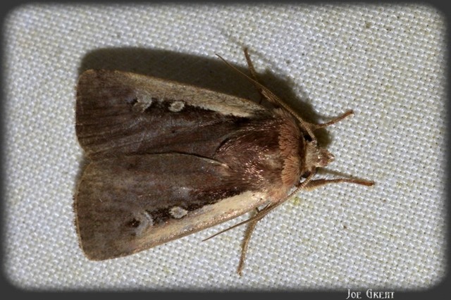 Ochropleura plecta - fehérszegélyű fűbagoly
