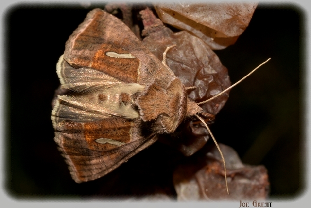 Macdunnoughia confusa - cseppfoltos ezüstbagoly