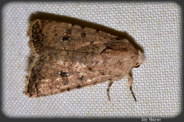 Paradrina clavipalpis - közönséges selymesbagoly