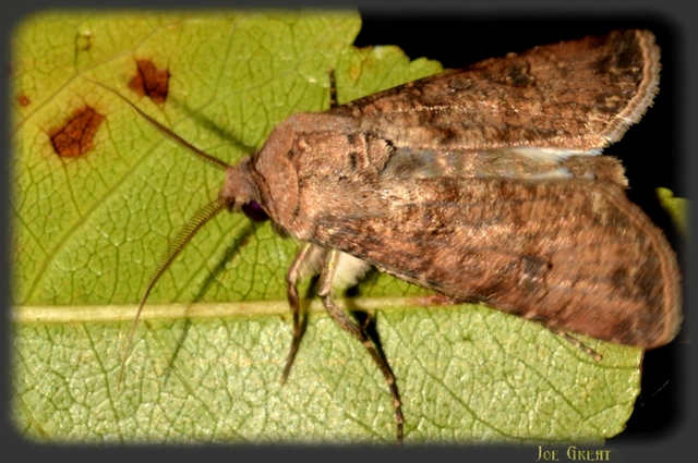 Agrotis segetum - vetési földibagoly