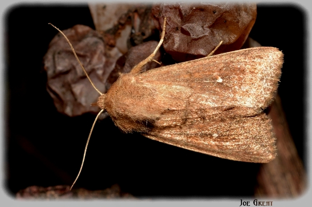 Mythimna albipuncta - fehérpettyes rétibagoly