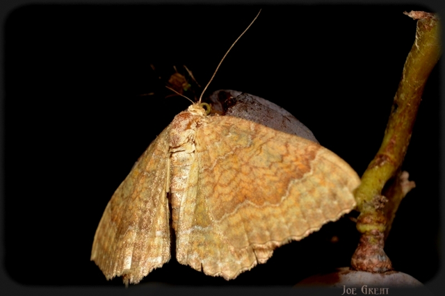 Camptogramma bilineata - kétvonalas sávosaraszoló