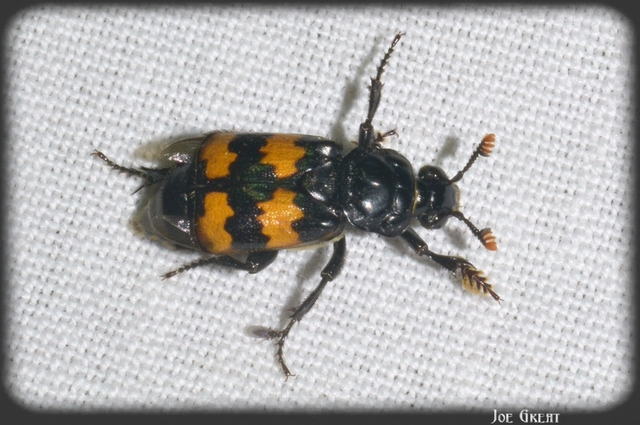 Nicrophorus interruptus - sárgaszőrű temetőbogár