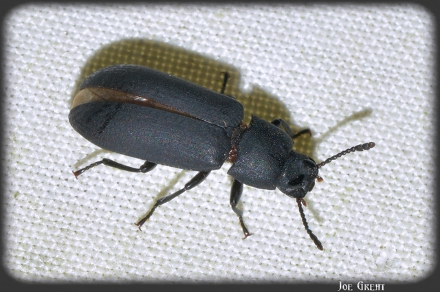 Cryphaeus cornutus - szarvas gyászbogár