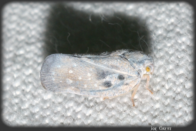 Metcalfa pruinosa - amerikai lepkekabóca