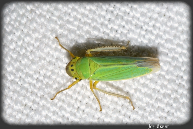 Cicadella viridis - méregzöld kabóca
