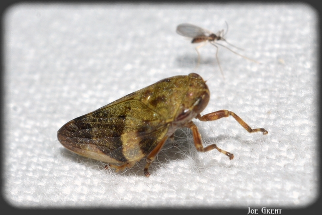 Aphrophora alni