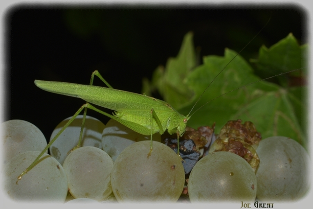 Phaneroptera nana - pontozott repülőszöcske