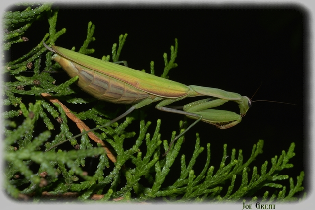 Mantodea - Fogólábúak